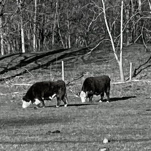 Meet your Posher, Hunter